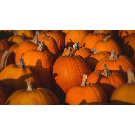 Courge "Halloween" gros calibre - Pièce