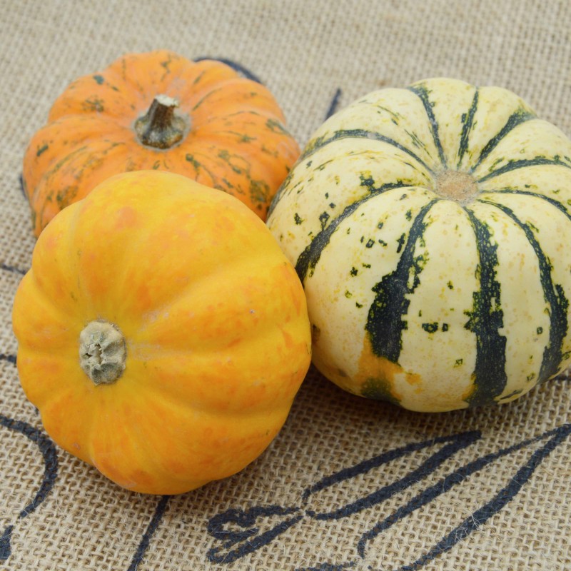 Courge Patidou - Pièce