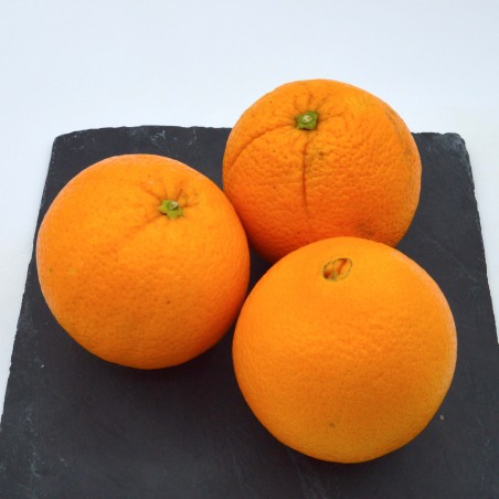 Orange Demi Sanguine AB - Kg