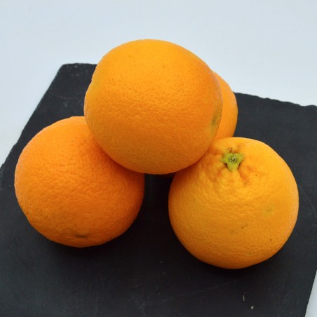 Orange Corse - Kg