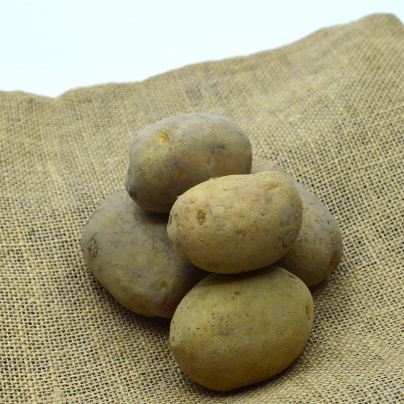 Pomme de terre  COLOMBA - kg
