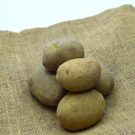 Pomme de terre  COLOMBA - kg