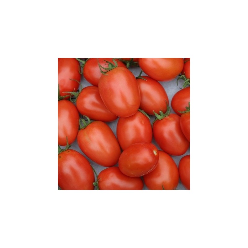 Tomate Roma - kg