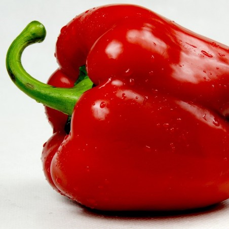 Poivron rouge - 500g