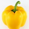 Poivron jaune - 500g