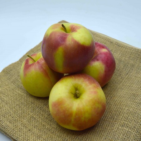 Pomme d'Alsace PINOVA - kg