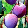 Prune  d'Alsace - 500g