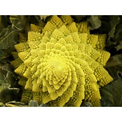 Chou Romanesco - Pièce