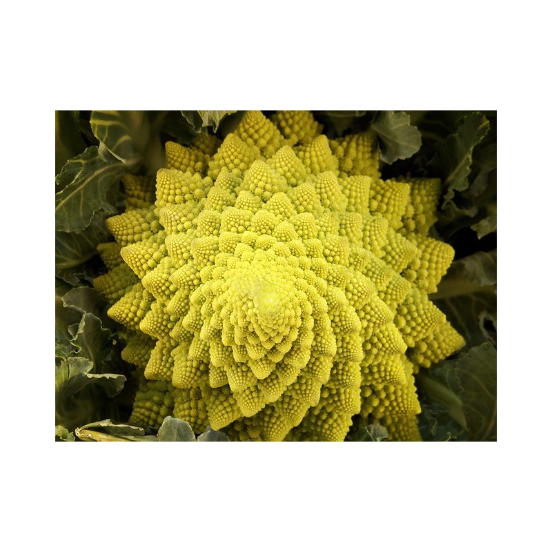 Chou Romanesco - Pièce