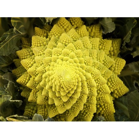 Chou Romanesco - Pièce